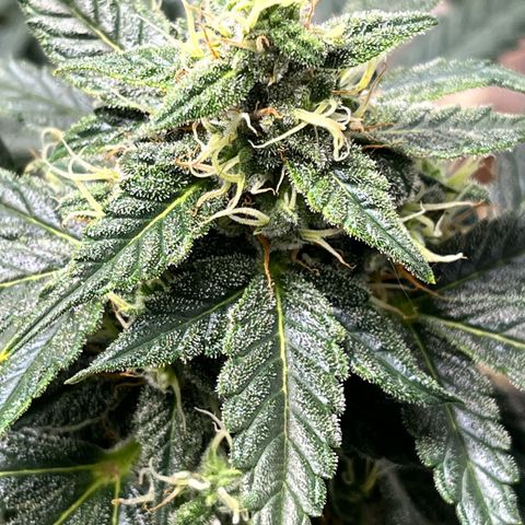 ILGM-Blue Dream Auto #2 growlog timeline photo