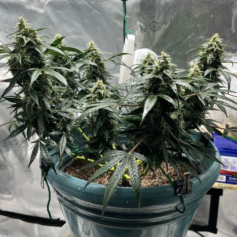 ILGM-Blue Dream Auto #2 growlog timeline photo