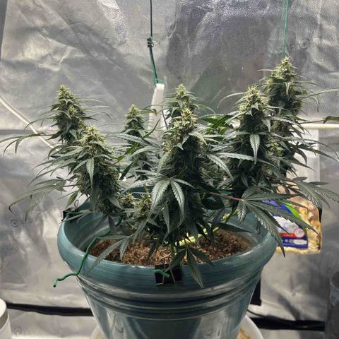 ILGM-Blue Dream Auto #2 growlog timeline photo