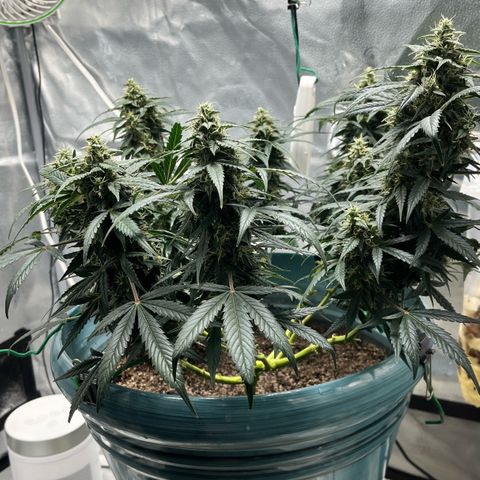 ILGM-Blue Dream Auto #2 growlog timeline photo