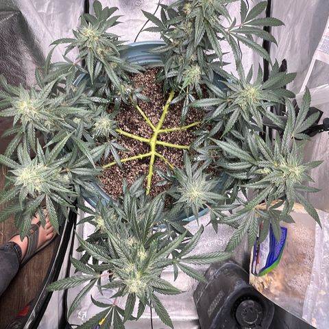 ILGM-Blue Dream Auto #2 growlog timeline photo