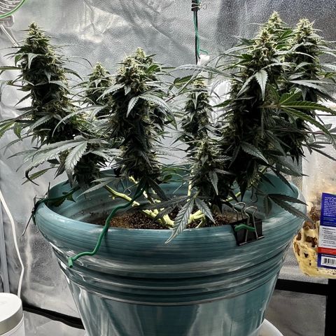 ILGM-Blue Dream Auto #2 growlog timeline photo