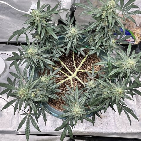 ILGM-Blue Dream Auto #2 growlog timeline photo