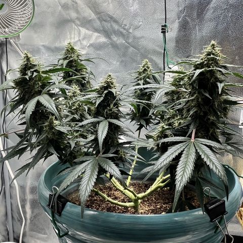 ILGM-Blue Dream Auto #2 growlog timeline photo