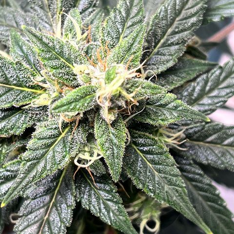 ILGM-Blue Dream Auto #2 growlog timeline photo