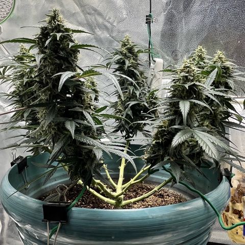 ILGM-Blue Dream Auto #2 growlog timeline photo