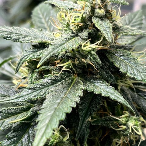 ILGM-Blue Dream Auto #2 growlog timeline photo