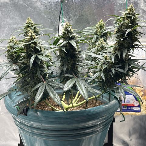 ILGM-Blue Dream Auto #2 growlog timeline photo