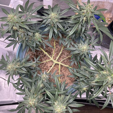 ILGM-Blue Dream Auto #2 growlog timeline photo