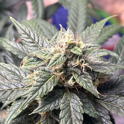 ILGM-Blue Dream Auto #2 growlog timeline photo