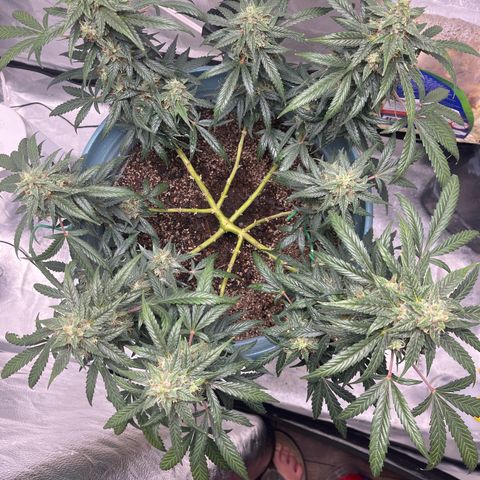 ILGM-Blue Dream Auto #2 growlog timeline photo