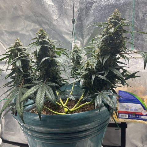 ILGM-Blue Dream Auto #2 growlog timeline photo