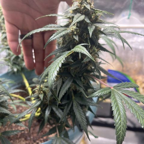 ILGM-Blue Dream Auto #2 growlog timeline photo