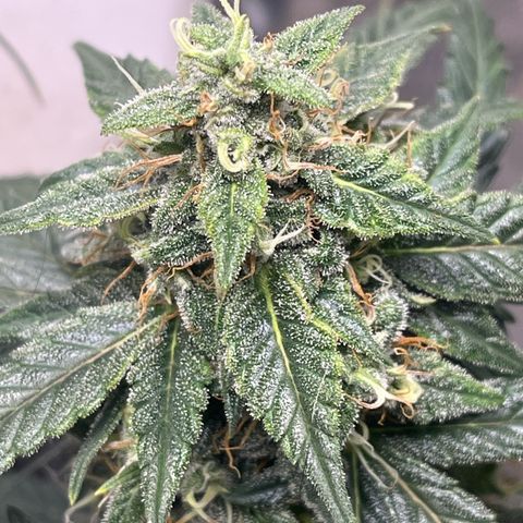 ILGM-Blue Dream Auto #2 growlog timeline photo