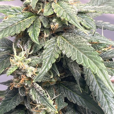 ILGM-Blue Dream Auto #2 growlog photo: Look at the tricones 