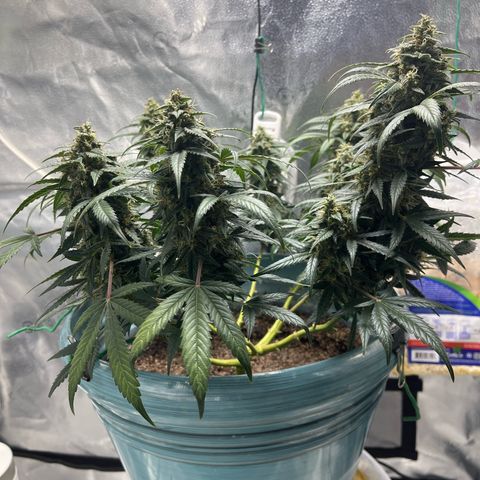 ILGM-Blue Dream Auto #2 growlog timeline photo