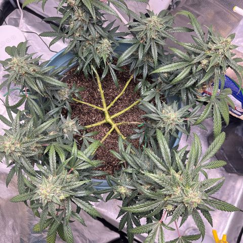 ILGM-Blue Dream Auto #2 growlog timeline photo