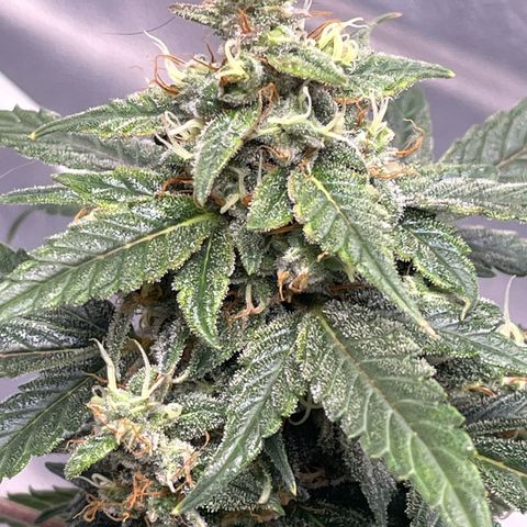 ILGM-Blue Dream Auto #2 growlog timeline photo