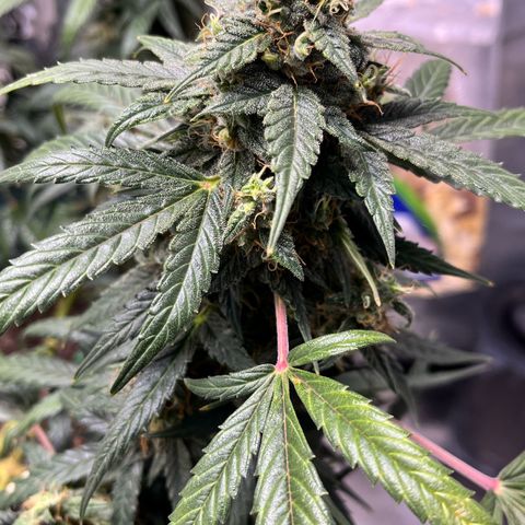 ILGM-Blue Dream Auto #2 growlog timeline photo