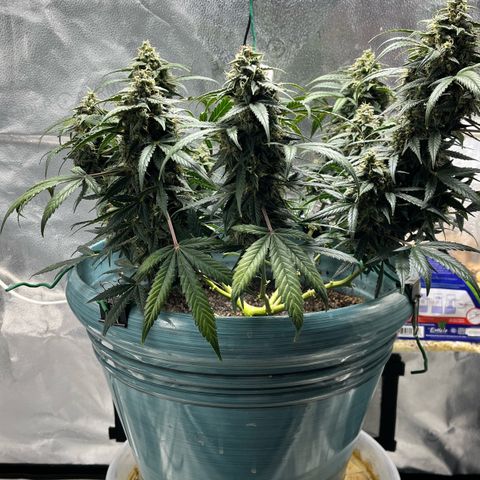ILGM-Blue Dream Auto #2 growlog timeline photo
