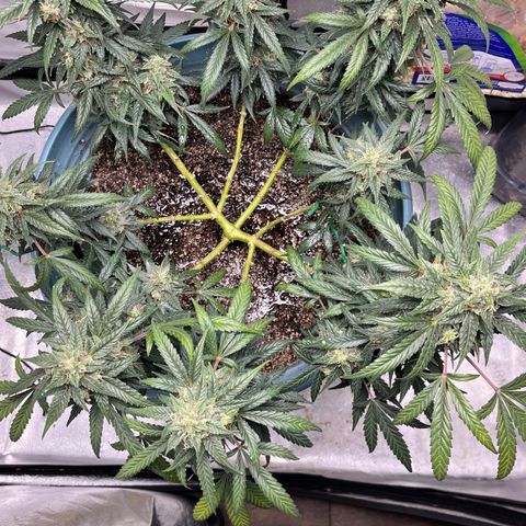 ILGM-Blue Dream Auto #2 growlog timeline photo
