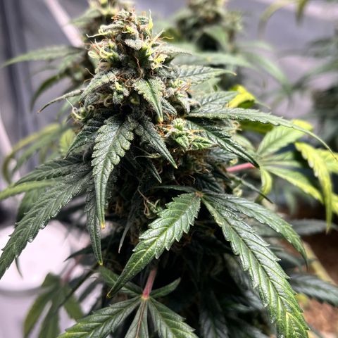 ILGM-Blue Dream Auto #2 growlog photo: Just got home and it’s getting close now. I pruned the older yellow leaves.