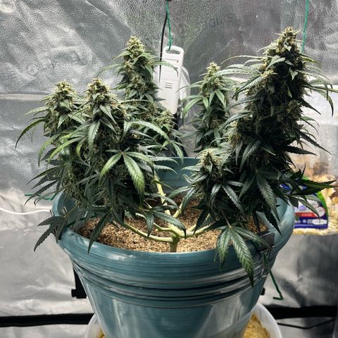 ILGM-Blue Dream Auto #2 growlog photo: Just got home and it’s getting close now. I pruned the older yellow leaves.