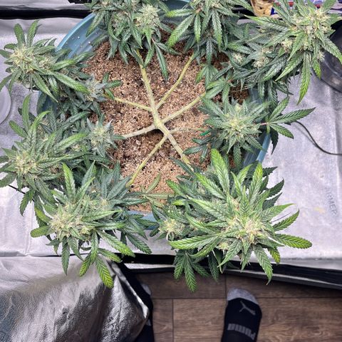 ILGM-Blue Dream Auto #2 growlog photo: Just got home and it’s getting close now. I pruned the older yellow leaves.