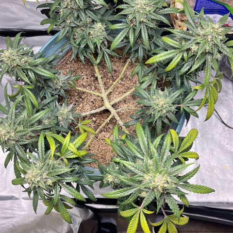 ILGM-Blue Dream Auto #2 growlog photo: Just got home and it’s getting close now. I pruned the older yellow leaves.
