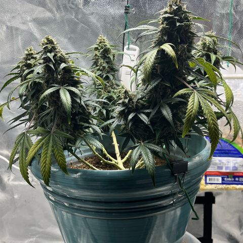 ILGM-Blue Dream Auto #2 growlog photo: Just got home and it’s getting close now. I pruned the older yellow leaves.