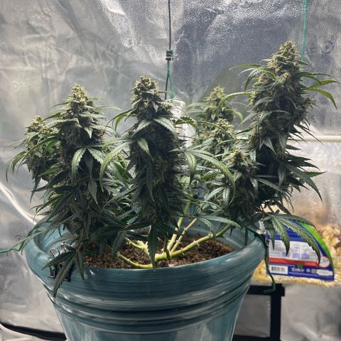 ILGM-Blue Dream Auto #2 growlog timeline photo