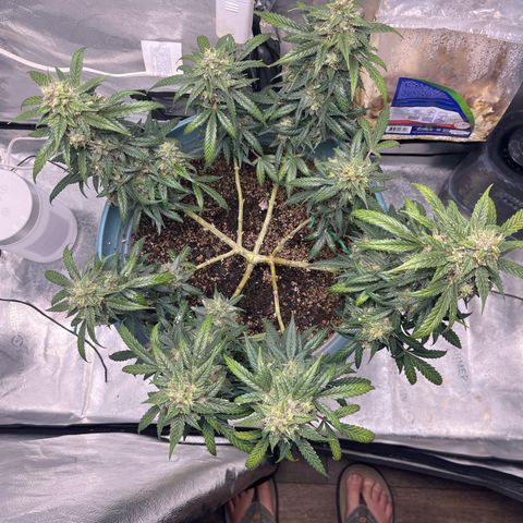 ILGM-Blue Dream Auto #2 growlog timeline photo