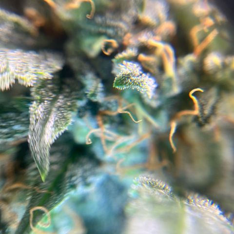 ILGM-Blue Dream Auto #2 growlog timeline photo