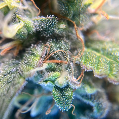 ILGM-Blue Dream Auto #2 growlog timeline photo