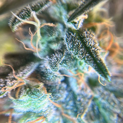 ILGM-Blue Dream Auto #2 growlog timeline photo