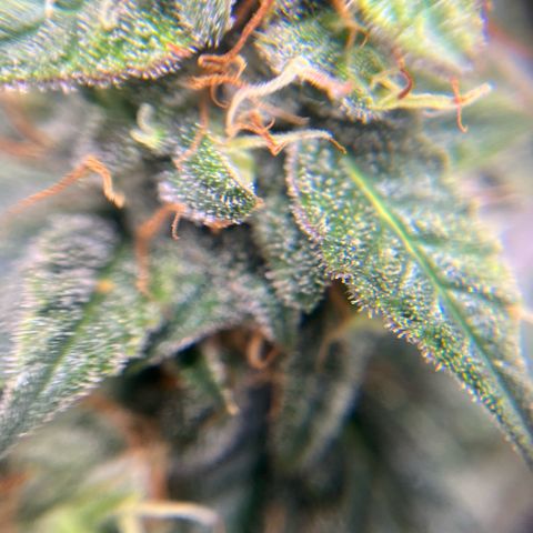 ILGM-Blue Dream Auto #2 growlog timeline photo