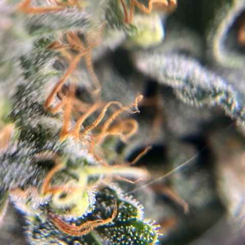 ILGM-Blue Dream Auto #2 growlog timeline photo