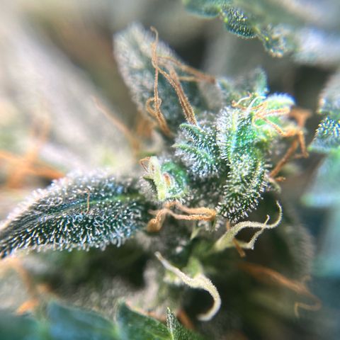 ILGM-Blue Dream Auto #2 growlog timeline photo