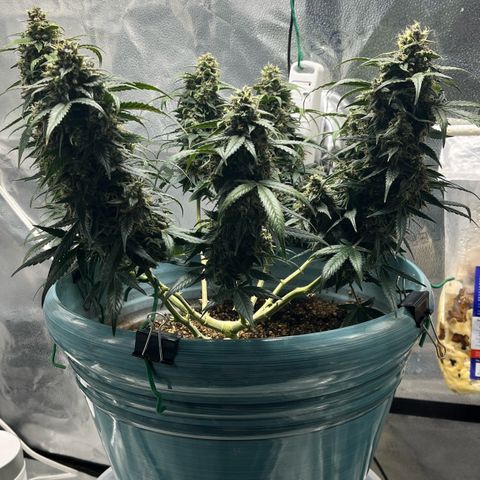 ILGM-Blue Dream Auto #2 growlog timeline photo