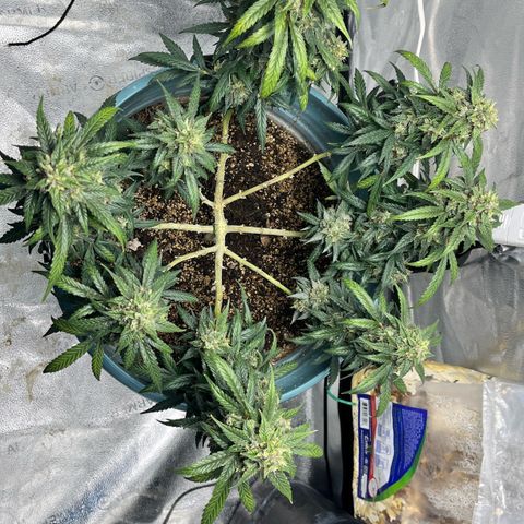 ILGM-Blue Dream Auto #2 growlog timeline photo