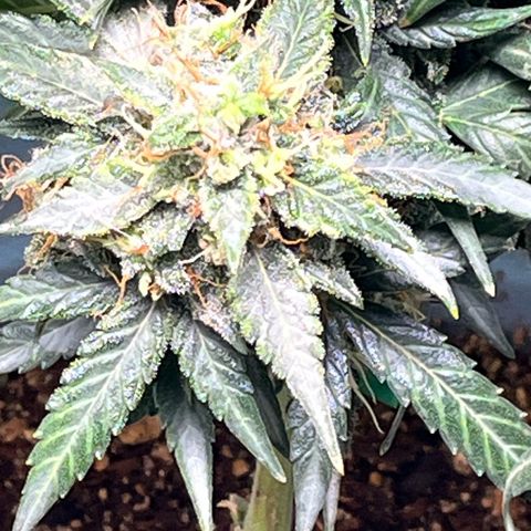 ILGM-Blue Dream Auto #2 growlog timeline photo