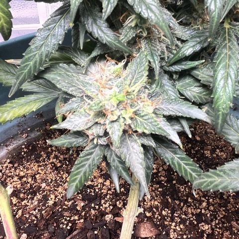ILGM-Blue Dream Auto #2 growlog timeline photo