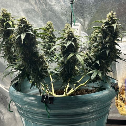 ILGM-Blue Dream Auto #2 growlog timeline photo