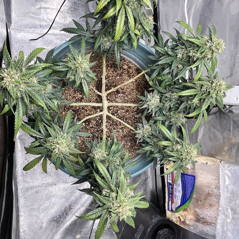 ILGM-Blue Dream Auto #2 growlog timeline photo