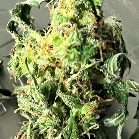 ILGM-Blue Dream Auto #2 growlog timeline photo