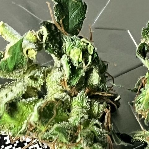 ILGM-Blue Dream Auto #2 growlog timeline photo
