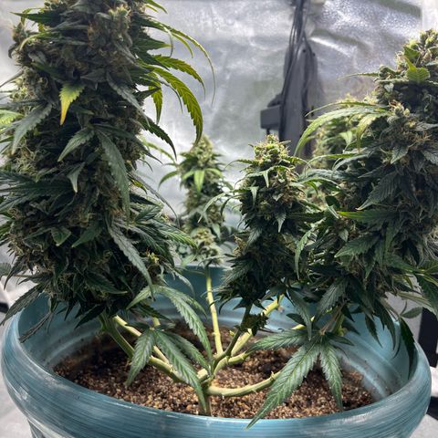 ILGM-Blue Dream Auto #2 growlog timeline photo