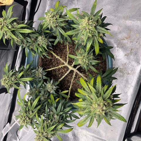 ILGM-Blue Dream Auto #2 growlog timeline photo