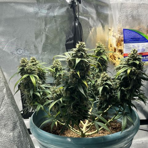 ILGM-Blue Dream Auto #2 growlog photo: Still some white pistols. The should be the start of the flush week but the tricones are still mostly cloudy. I’m going to cut a sample from the “runt” cola. 