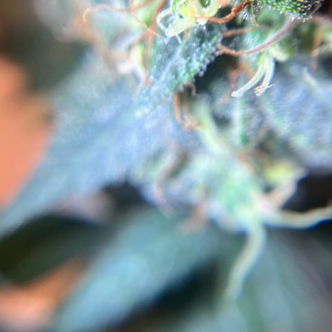 ILGM-Blue Dream Auto #2 growlog timeline photo